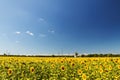 sunflower field over cloudy blue sky and bright sun lights. Summer landscape, house in a field of sunflowers Royalty Free Stock Photo