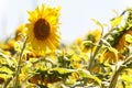 sunflower field over cloudy blue sky and bright sun lights