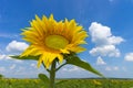 Sunflower in Field / sunflower field over cloudy blue sky and bright sun lights Royalty Free Stock Photo