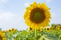 Sunflower field over cloudy blue sky and bright sun lights Royalty Free Stock Photo