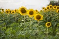 Sunflower field over cloudy blue sky and bright sun lights Royalty Free Stock Photo