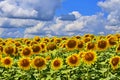 sunflower field over cloudy blue sky Royalty Free Stock Photo