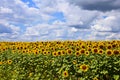 sunflower field over cloudy blue sky Royalty Free Stock Photo