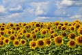 sunflower field over cloudy blue sky Royalty Free Stock Photo