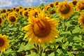 sunflower field over cloudy blue sky Royalty Free Stock Photo