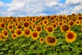 sunflower field over cloudy blue sky Royalty Free Stock Photo