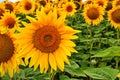 sunflower field over cloudy blue sky Royalty Free Stock Photo