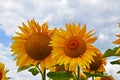 sunflower field over cloudy blue sky Royalty Free Stock Photo