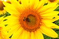 sunflower field over cloudy blue sky Royalty Free Stock Photo