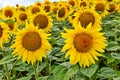 sunflower field over cloudy blue sky Royalty Free Stock Photo