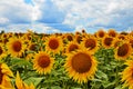 sunflower field over cloudy blue sky Royalty Free Stock Photo