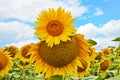 sunflower field over cloudy blue sky Royalty Free Stock Photo