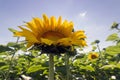 Sunflower field over cloudy blue sky. Sunflower, Sunflower blooming, Sunflower field Royalty Free Stock Photo