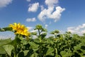 Sunflower field over cloudy blue sky. Sunflower, Sunflower blooming, Sunflower field Royalty Free Stock Photo