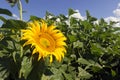 Sunflower field over cloudy blue sky. Sunflower, Sunflower blooming, Sunflower field Royalty Free Stock Photo