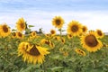 Sunflower Field at Overcast Summer Day