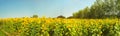 Sunflower Field with Trees - Panorama Royalty Free Stock Photo