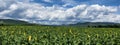 Sunflower field panorama Royalty Free Stock Photo