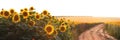 Sunflower field panorama. Dirt road on a field