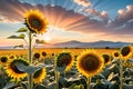 Sunflower Field at Peak Bloom, Golden Hour, Foreground Focused Sunflowers Towering Over the Viewer with Radiant Glow Royalty Free Stock Photo