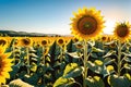 A Sunflower Field in Peak Bloom: Golden and Vibrant under the High Noon Summer Sun, Interspersed with Bees and Butterflies Royalty Free Stock Photo