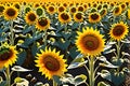 A Sunflower Field in Peak Bloom: Golden and Vibrant under the High Noon Summer Sun, Interspersed with Bees and Butterflies Royalty Free Stock Photo