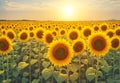 A sunflower field at the peak of summer, each flower\'s golden petals turned towards the sun.