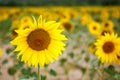 Sunflower field, Provence in southern France. Royalty Free Stock Photo