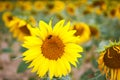 Sunflower field, Provence in southern France. Royalty Free Stock Photo