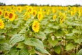 Sunflower field, Provence in southern France. Royalty Free Stock Photo