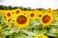 Sunflower field, Provence in southern France. Royalty Free Stock Photo