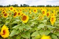 Sunflower field, Provence in southern France. Royalty Free Stock Photo