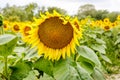 Sunflower field, Provence in southern France. Royalty Free Stock Photo