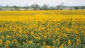 Sunflower field, Queensland Australia Royalty Free Stock Photo