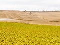 Sunflower field - Rabe de las Calzadas Royalty Free Stock Photo