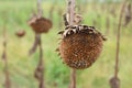 Sunflower field ready for harvest