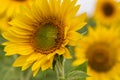 Sunflower field in Regional Victoria Royalty Free Stock Photo