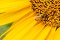 Sunflower field in Regional Victoria Royalty Free Stock Photo