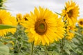 Sunflower field in Regional Victoria Royalty Free Stock Photo