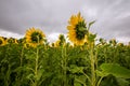 Sunflower field in Regional Victoria Royalty Free Stock Photo