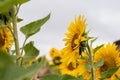 Sunflower field in Regional Victoria Royalty Free Stock Photo