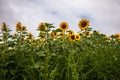 Sunflower field in Regional Victoria Royalty Free Stock Photo