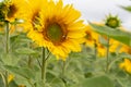 Sunflower field in Regional Victoria Royalty Free Stock Photo