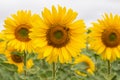 Sunflower field in Regional Victoria Royalty Free Stock Photo