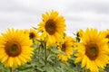 Sunflower field in Regional Victoria Royalty Free Stock Photo