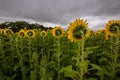 Sunflower field in Regional Victoria Royalty Free Stock Photo