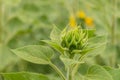 Sunflower field in Regional Victoria Royalty Free Stock Photo