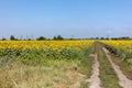 Sunflower field road. Road running through a sunflower field. Landscape with a dirt road in sunflower fields Royalty Free Stock Photo