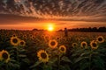 sunflower field with silhouette of person for warm and inviting photo Royalty Free Stock Photo