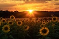 sunflower field with silhouette of person for warm and inviting photo Royalty Free Stock Photo